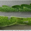 musch cribrellum larva2 volg2